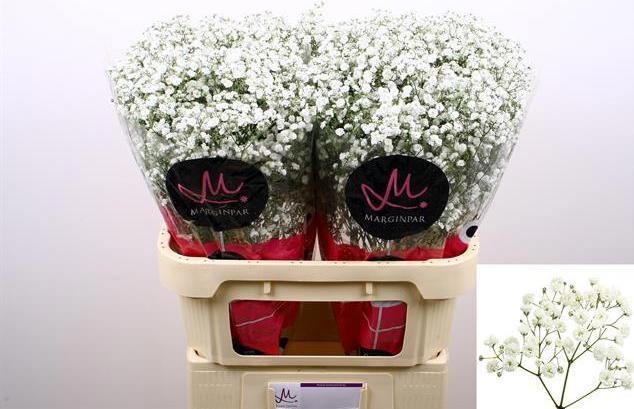 Immagine prodotto Flowerbox Grappolo di alito di bambino - Gypsophila paniculata Xlence (Fiori recisi)