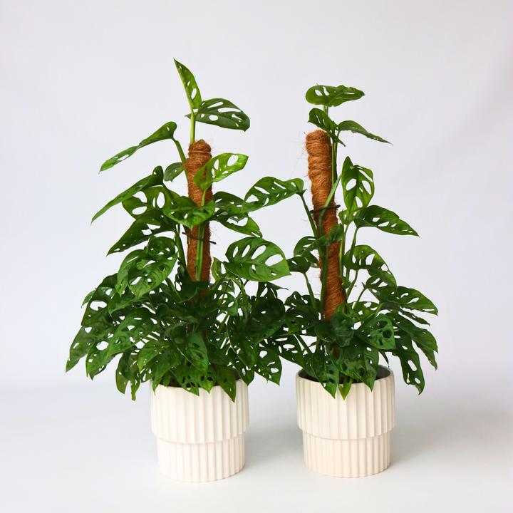 Produktbild Plant in a Box Monstera Monkey Mask - 2er Set Affenmaskpflanze auf einem Stab (60 cm)