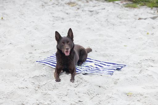 Image du produit Beeztees Kühlmatte Hello Summer (Chien)