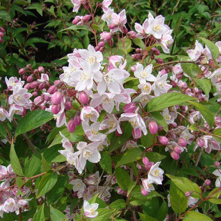 Immagine prodotto Zulauf Kalmien-Deutzie / Deutzia purp. 'Kalmiiflora' (100 cm)
