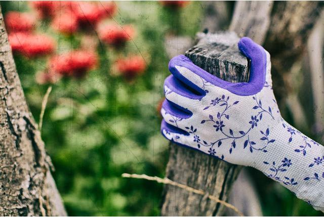 Produktbild Gebol Gartenhandschuh Flower lila 6 (6)