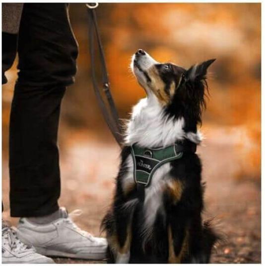 Actual product image Hunter Tableware Divo (L, Dog, Dog sport)