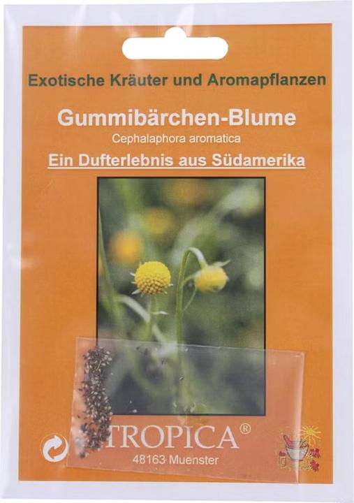 Actual product image Tropica Gummibärchen-Blume Cephalaphora aromatica (Flower seeds)