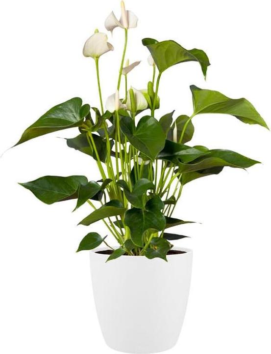 Image du produit Elho Bruxelles (13.50 cm)