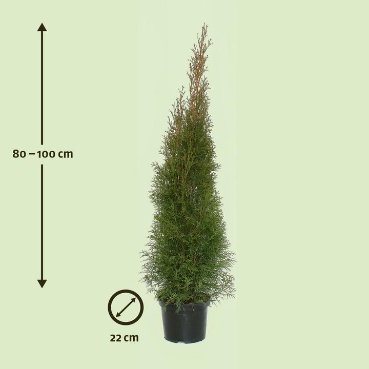 Image du produit Zulauf Thuja / Thuja occ. 'Smaragd' (100 cm)