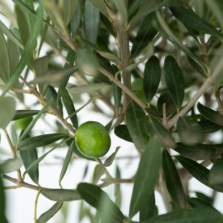 Actual product image Plant in a Box Olea Europaea - Olive tree bonsai in bowl (40 cm)