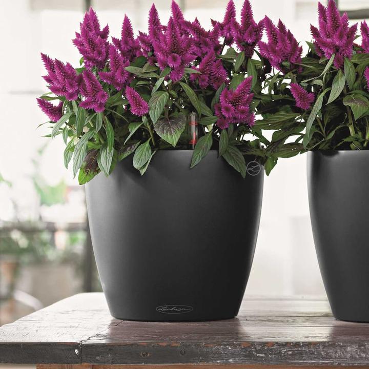 Immagine prodotto Lechuza Colore Classico (34.50 cm)