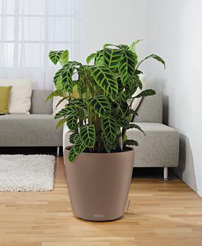Actual product image Lechuza Classico Color (34.50 cm)