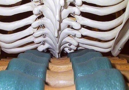 Actual product image Sport-Thieme Spine Stretcher