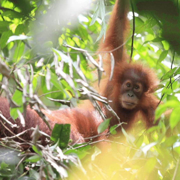 Produktbild Tropical Mountains Sumatra Orang Utan (1000 g, Mittlere Röstung)