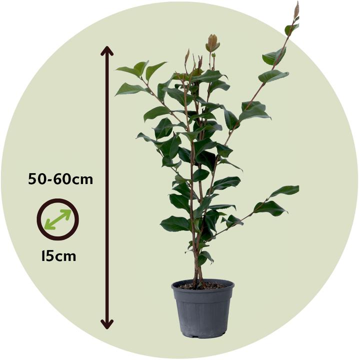 Produktbild Plant in a Box Camellia japonica Dr. King - Japanische Rose (60 cm)