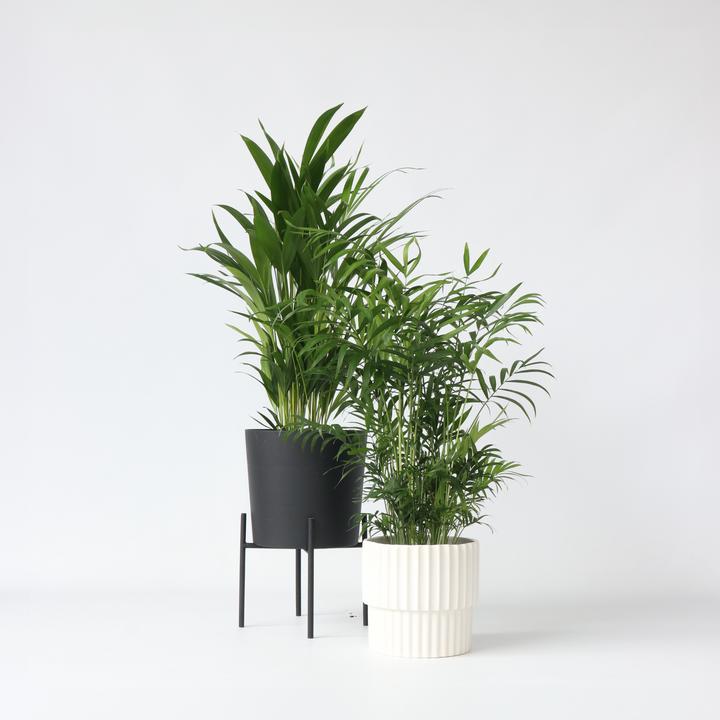 Image du produit Plant in a Box Chamaedorea Elegans, Dypsis lutescens - Mélange de 2 palmiers d'intérieur (60 cm)