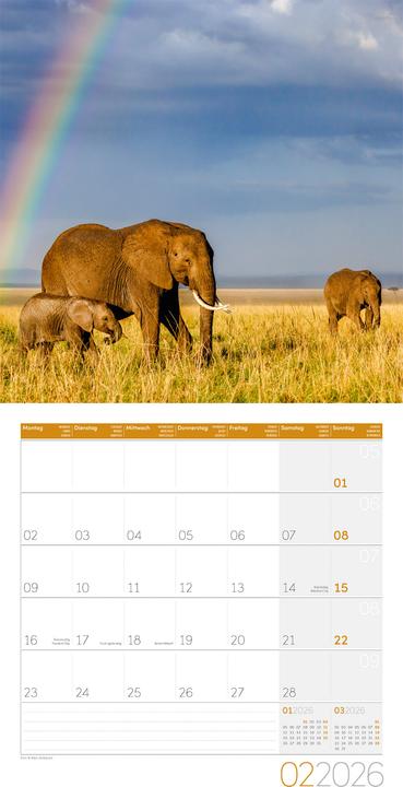 Immagine prodotto Elefanten Kalender 2026 - 30x30 (30 x 30 cm, Copertina rigida, Tedesco, Francese, Italiano, Inglese)