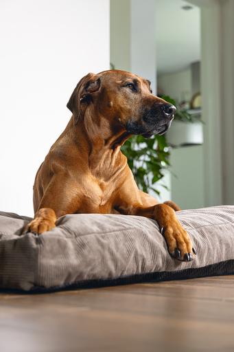 Immagine prodotto Beeztees Veo (Cane)