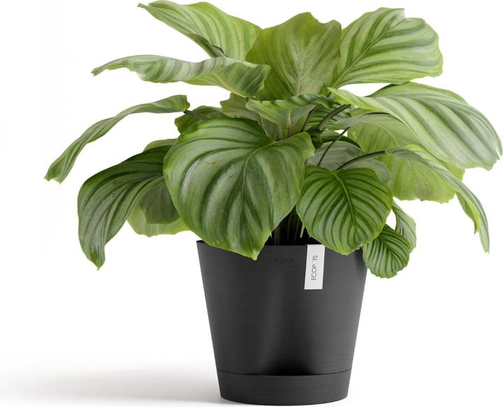 Actual product image Ecopots Venice 2