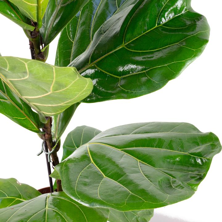 Actual product image Flowerbox Fiddle-leaf fig - height ca. 65 cm, pot-Ø 17 cm - Ficus Lyrata (65 cm)