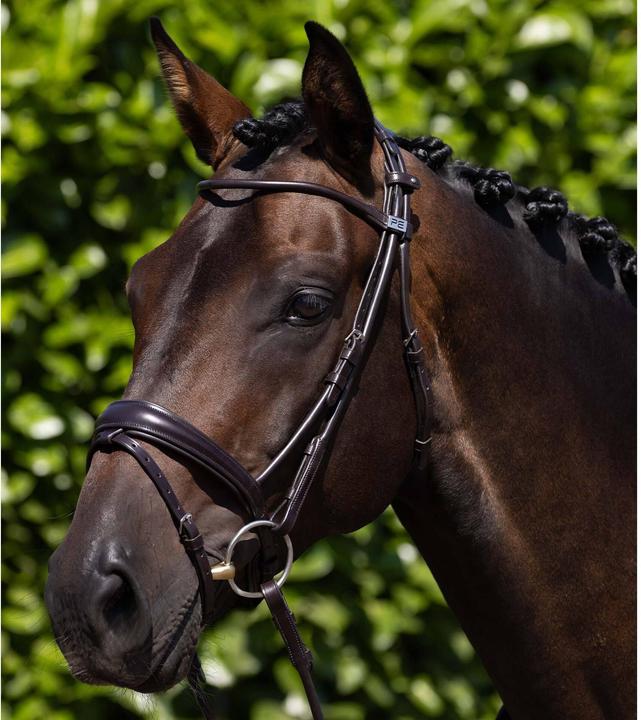 Premier Equine Finetti