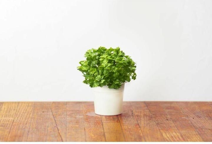 Image du produit Click and Grow Recharge persil (Graines d'herbes aromatiques)
