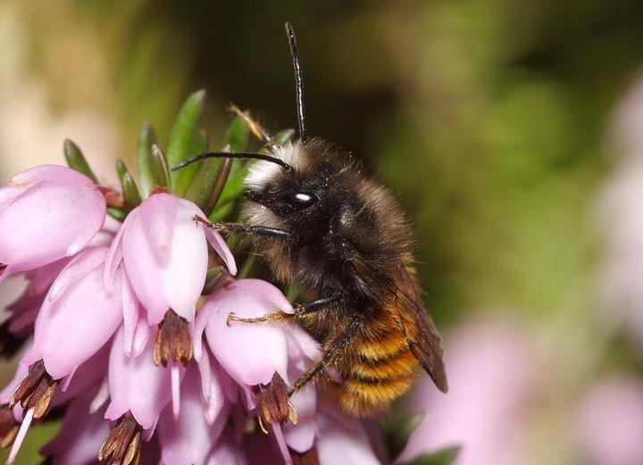 Actual product image Wildbiene BeeHome Classic (Bee)