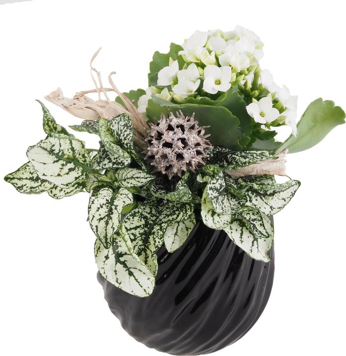 Produktbild Migros Ostschweiz Topf Arrangement (18 cm)