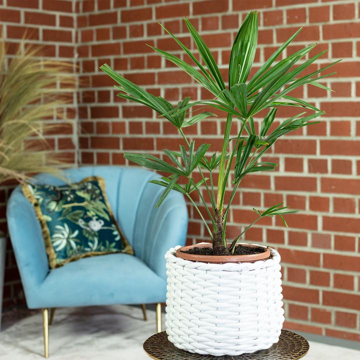 Produktbild Flowerbox Chinesische Hanfpalme - Trachycarpus fortunei (60 cm)