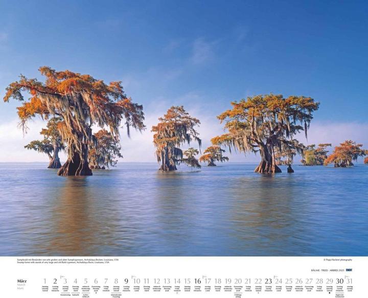 Image du produit Arbres 2025 - Calendrier mural 60x50 cm - Reliure à spirale (50 x 60 cm, Couverture rigide, Allemand)