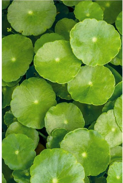 Image du produit Khadi Soins des couleurs (50 ml)