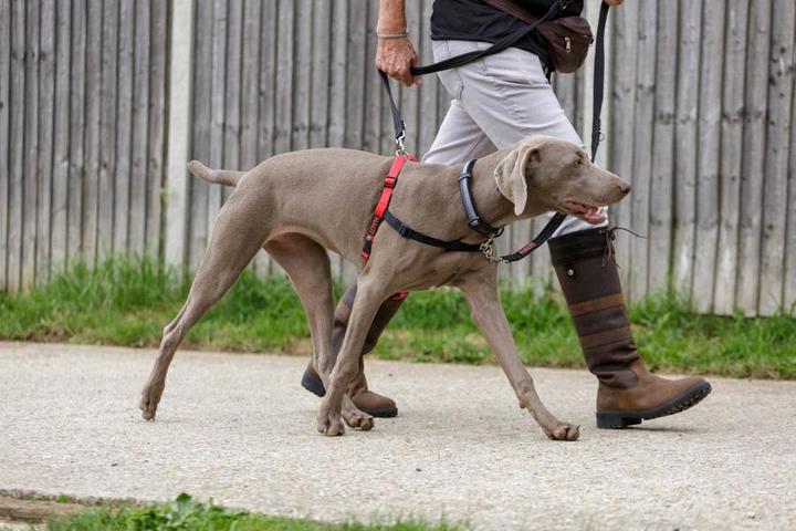 Image du produit Company of Animals Halti Anti-Traction S Front Control (S, Chien, Général)