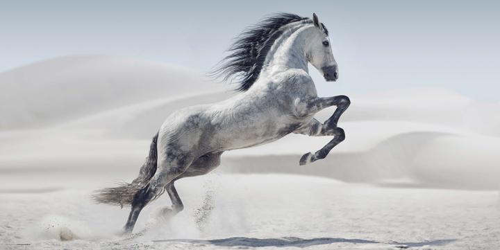 Actual product image CoverYourDesk White horse
