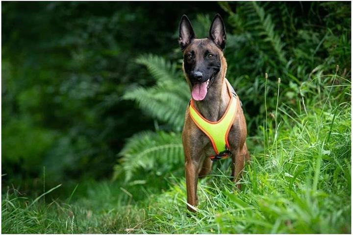 Produktbild Beat Grossenbacher Hundegeschirr Vary Mantrail (XXL, Hund, Arbeit, Fahrrad, Allgemein)