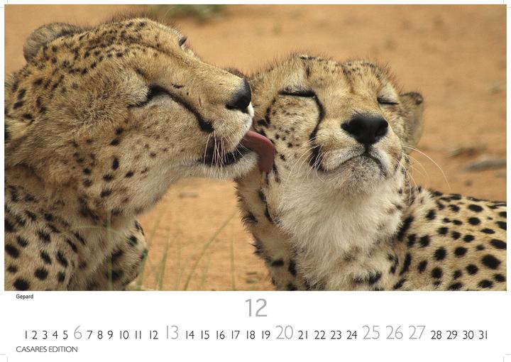 Immagine prodotto Big Cats 2026 S 24x35cm (24 x 35 cm, Tedesco)