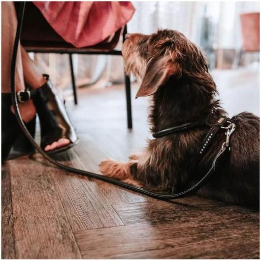 Actual product image Hunter Dog harness Round & Soft Canadian UP Black S/1 (1, S, Dog, Dog sport)