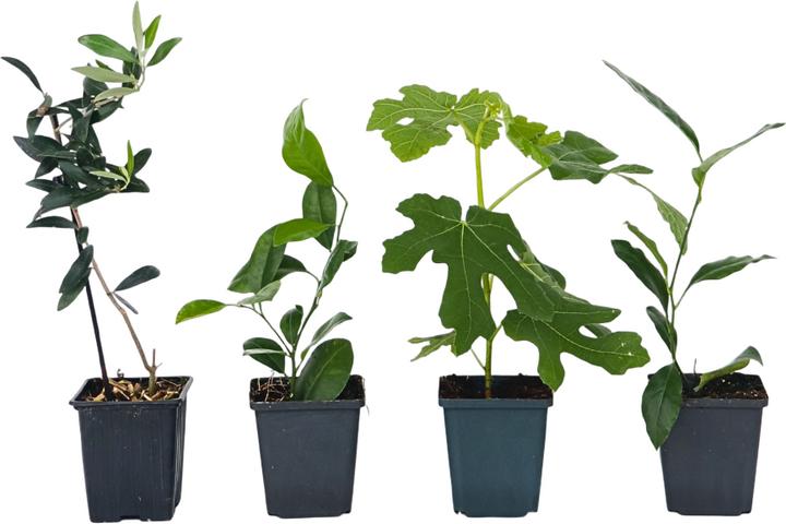 Actual product image Plant in a Box Citrus calamondin, citrus limon, ficus carica, olea - set of 4 Mediterranean fruit trees (25 cm)