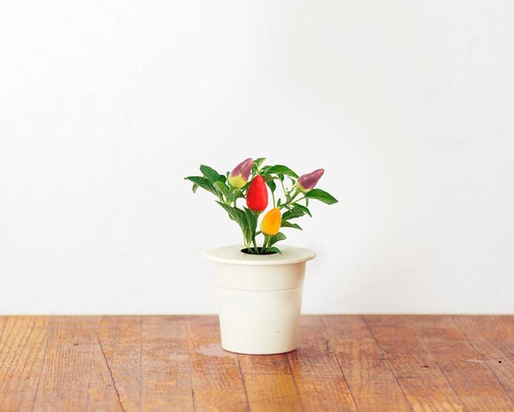 Actual product image Click and Grow Chili (Vegetable seeds)