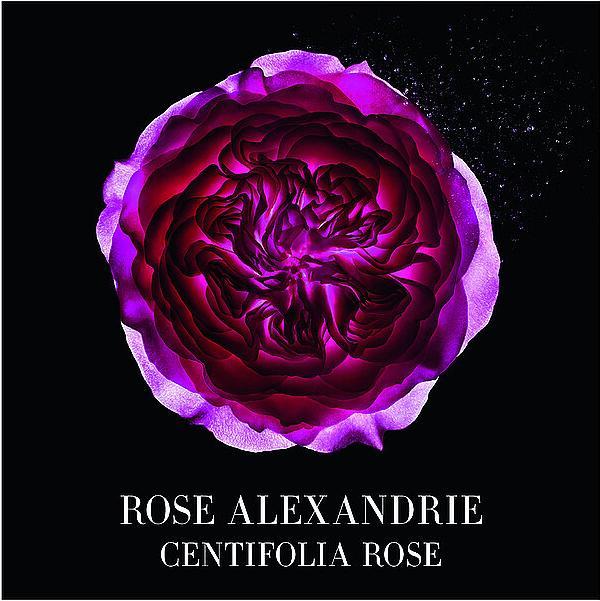 Produktbild Giorgio Armani Rose Alexandrie (Eau de Toilette, 100 ml)