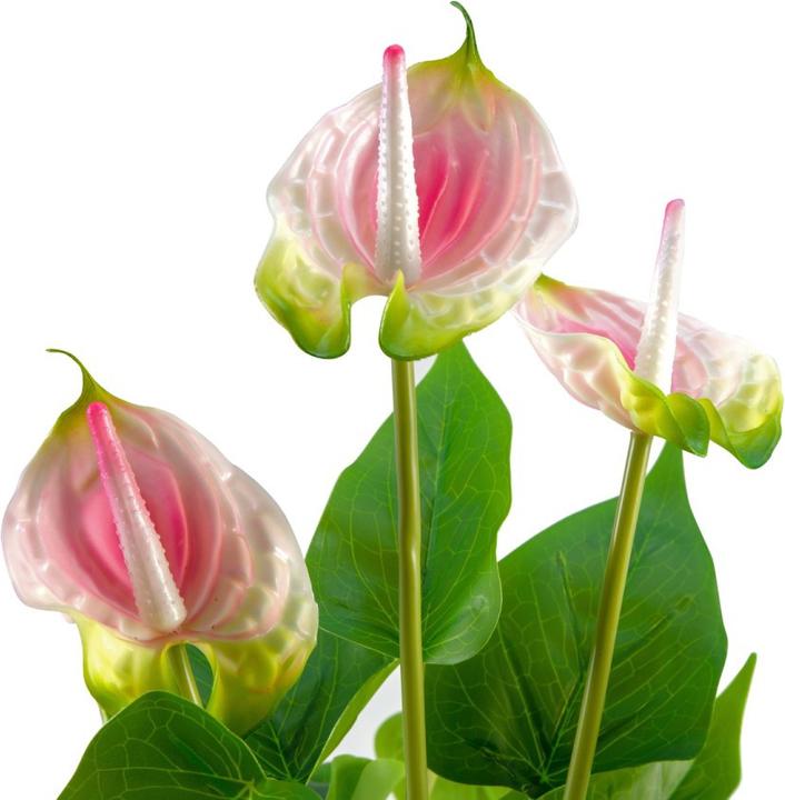 Actual product image Europalms Anthurium, artificial plant, white pink