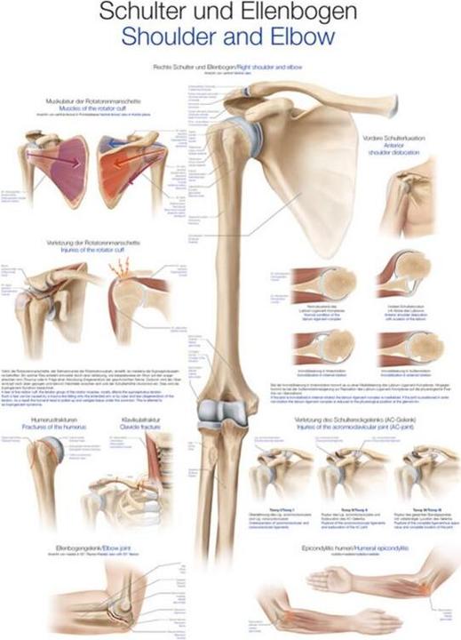 Actual product image Erler Zimmer Shoulder and elbow teaching board, 70x100cm