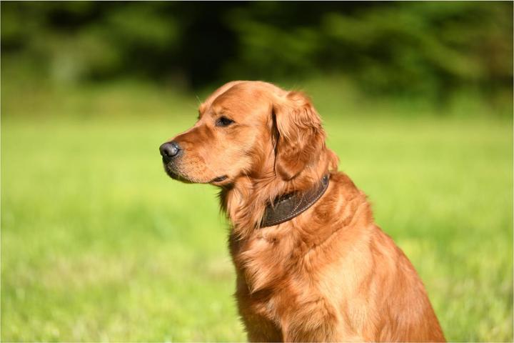 Image du produit Niggeloh Collier Classic Loden (S, Chien, Général)