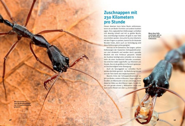 Actual product image Entdecke die Ameisen (German, Ralf Klinger, 2023)