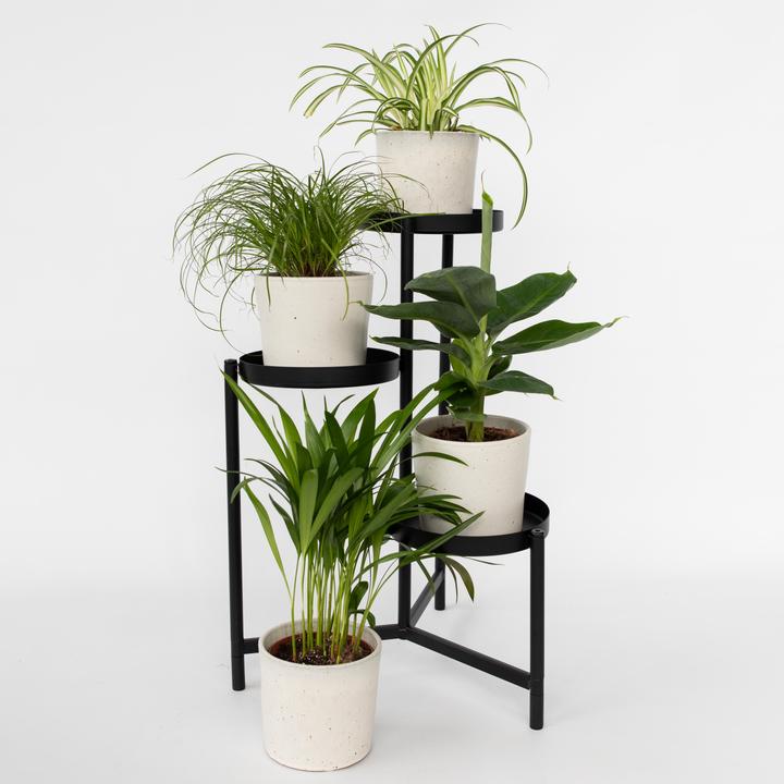 Produktbild Plant in a Box Chlorophytum, Cyperus, Musa, Areca - 4er Mischung Haustierfreundliche pflanzen (25 cm)