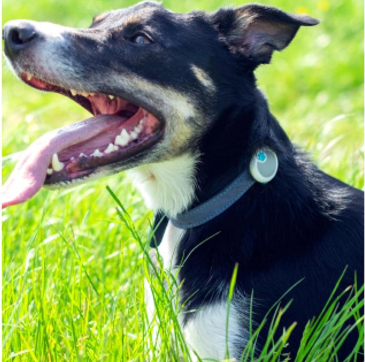 Actual product image Sure PetCare Animo (One size, Dog, General)