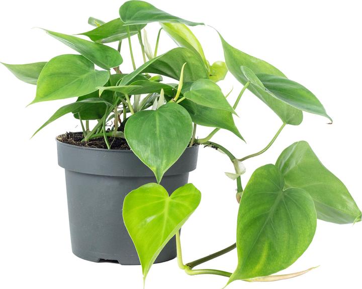 Produktbild Flowerbox Baumfreund - Philodendron scandens (20 cm)