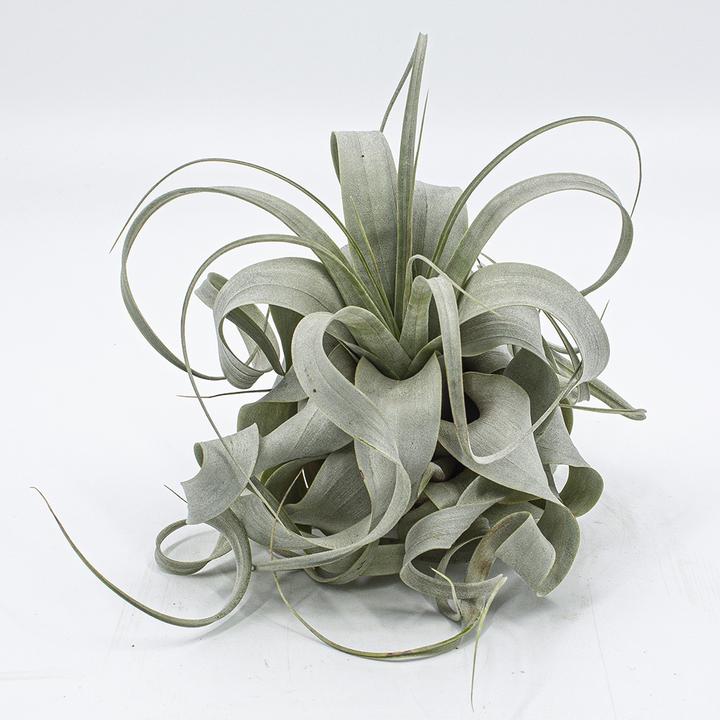 Produktbild Kakteen Gautschi Tillandsia xerografica (15 cm)