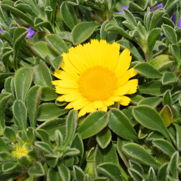 Immagine prodotto Säntispracht Set di 4, Il tallone d'oro strisciante - Asteriscus maritimus Aurelia Gold (15 cm)