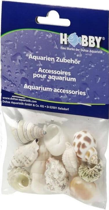 Actual product image Hobby Aquarium Decoration Snail Shells Sea Shells Set M 10 pieces (other items)