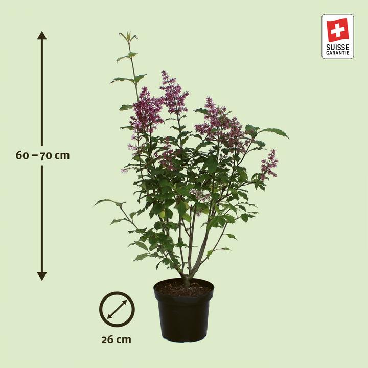 Immagine prodotto Zulauf Kanadischer Flieder / Syringa (PRE) 'Redwine' (70 cm)