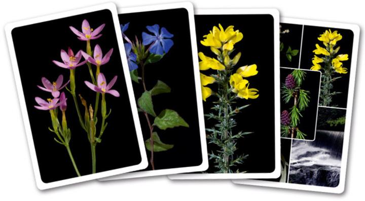 Actual product image Heilen mit Bachblüten. Das Kartenset (German, Anna E. Rcker, 2024)