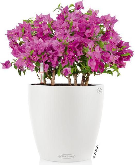 Produktbild Lechuza Classico (28.50 cm)