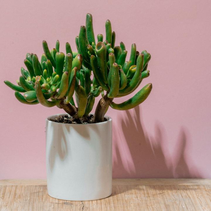 Produktbild Plant in a Box Crassula ovata Hobbit - Jadepflanze (55 cm)
