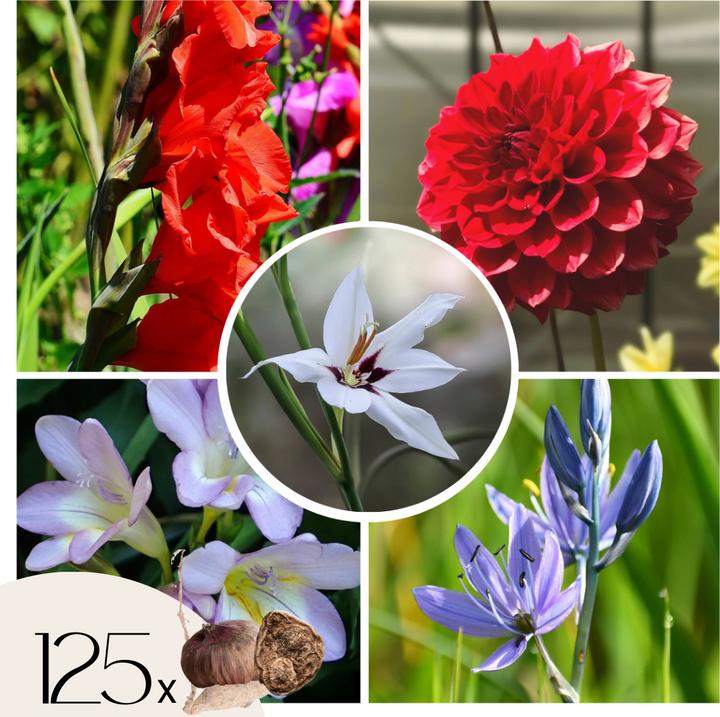 Actual product image Plant in a Box Gladiolus grootbloem Rood (Traderhorn) Gladiolus call. Acidantera Triteleia Corrina Dahlia December (10 cm)